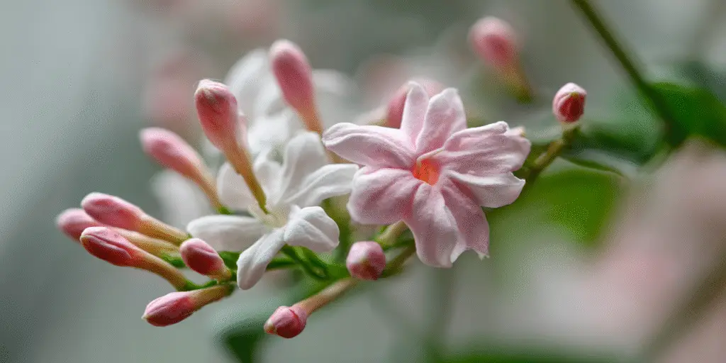 Jasminum polyanthum