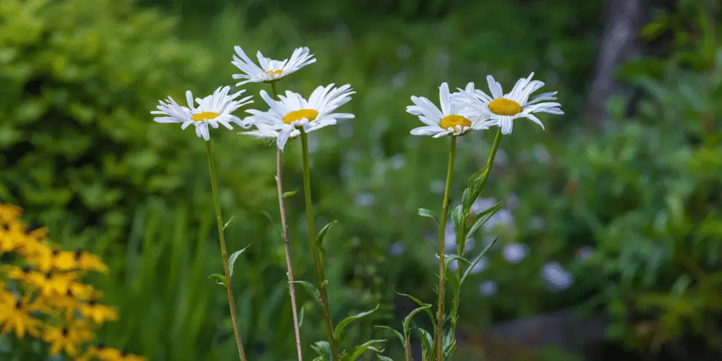 Leucanthemum × superbum ‘Alaska’