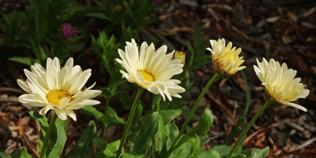 Leucanthemum × superbum ‘Banana Cream’