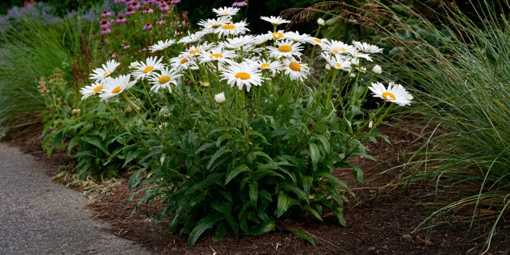 Clump of white Shasta daisies with yellow centers in a green garden border