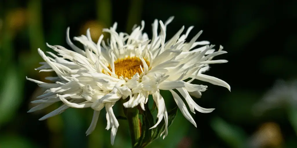 Leucanthemum × superbum ‘Crazy Daisy’
