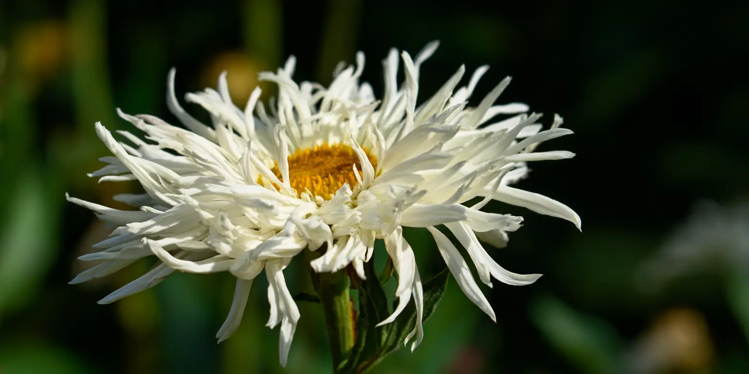 Shasta Daisy 'Crazy Daisy': frilly double daisies, seed strain