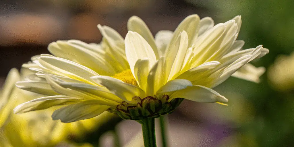 Leucanthemum × superbum ‘Goldfinch’