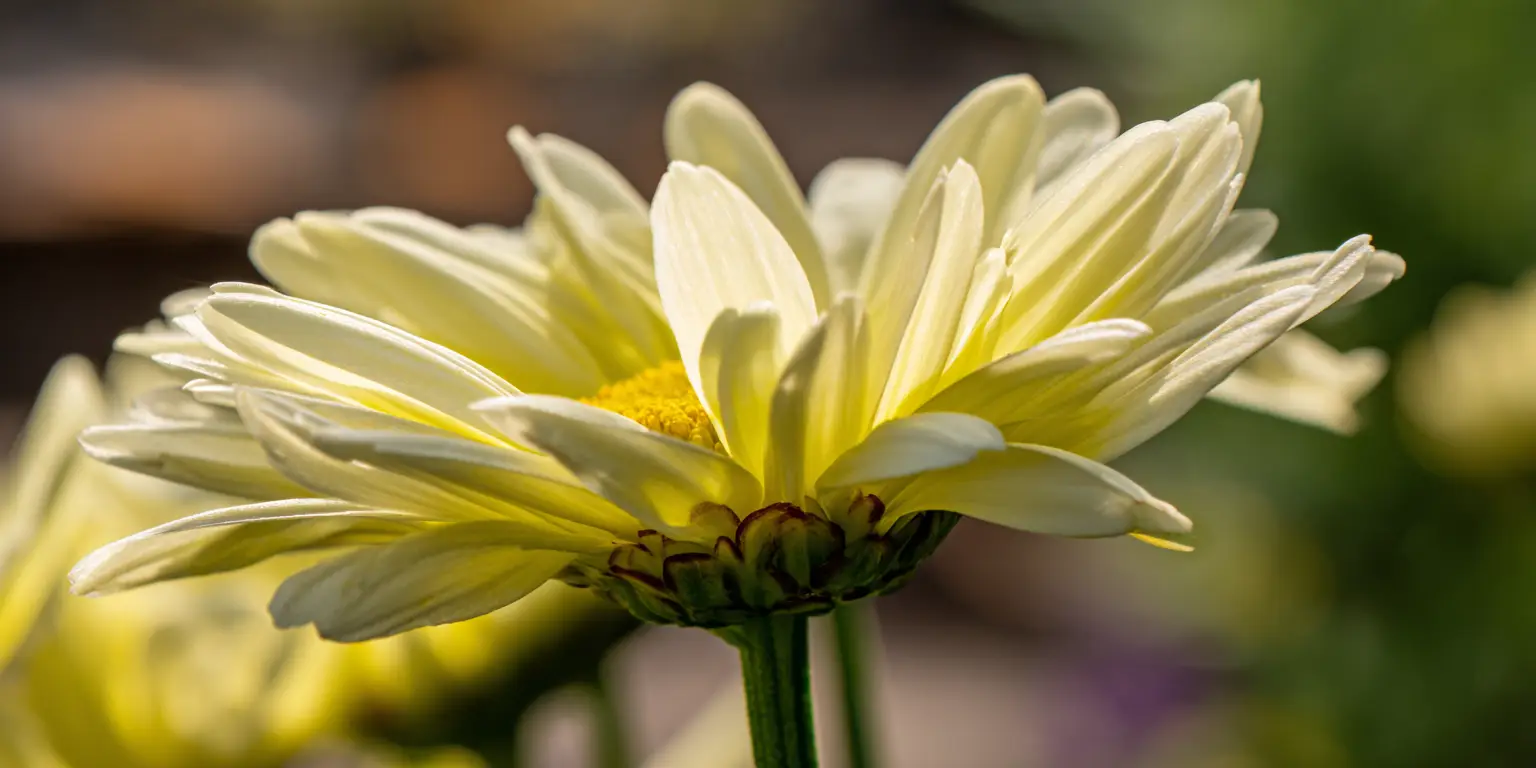 Leucanthemum × superbum ‘Goldfinch’