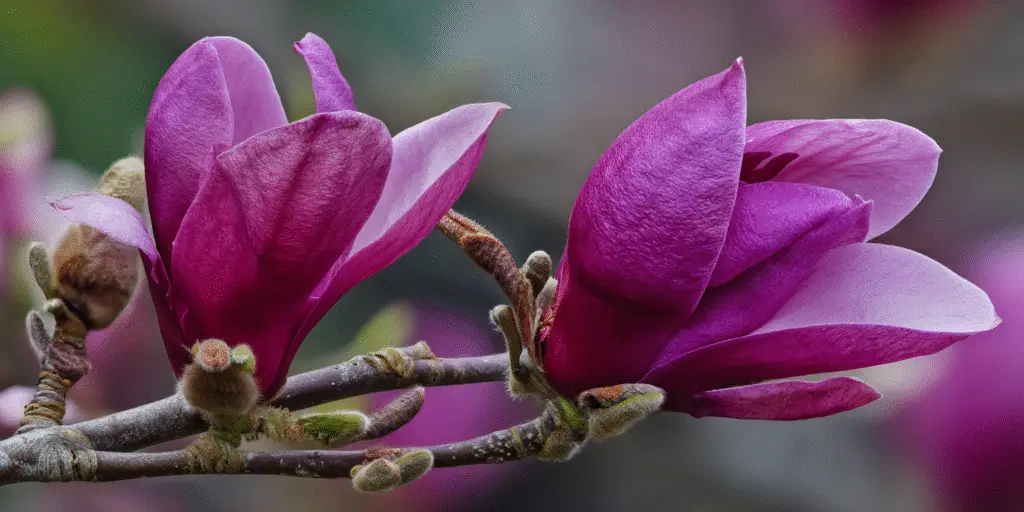 Magnolia liliiflora