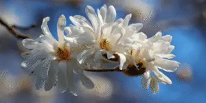 Magnolia stellata