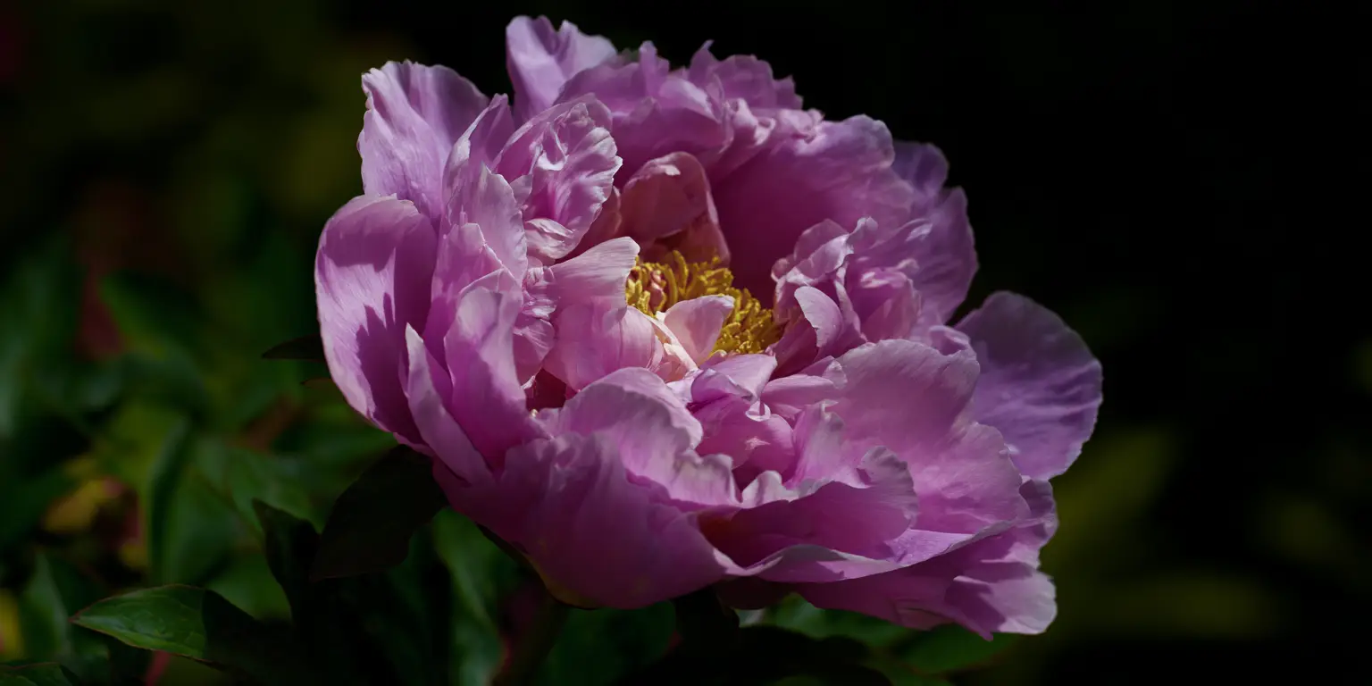 Peonies