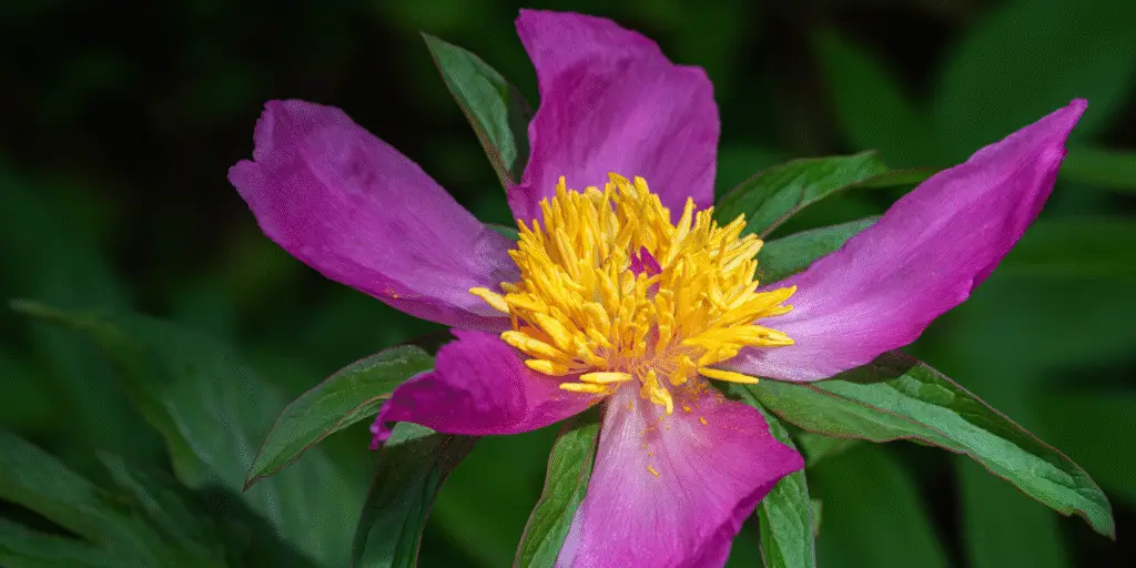 Paeonia anomala