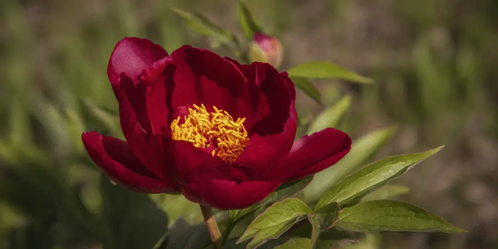 Paeonia officinalis