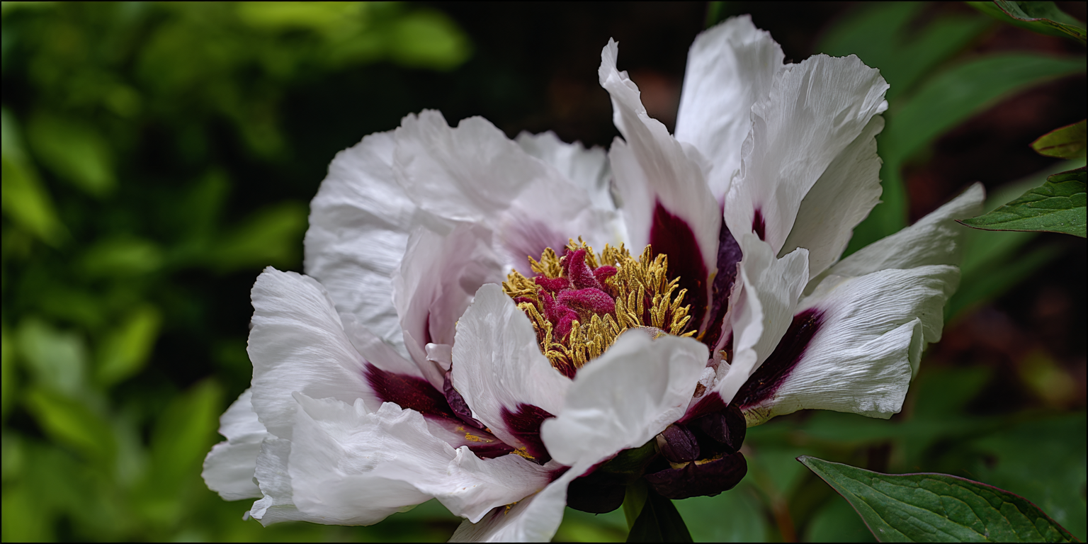 Paeonia rockii