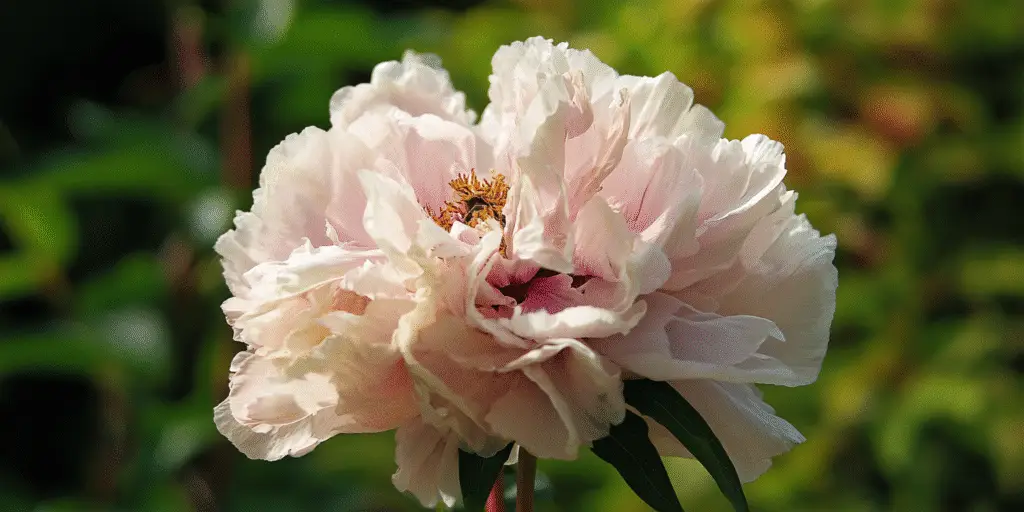 Paeonia suffruticosa