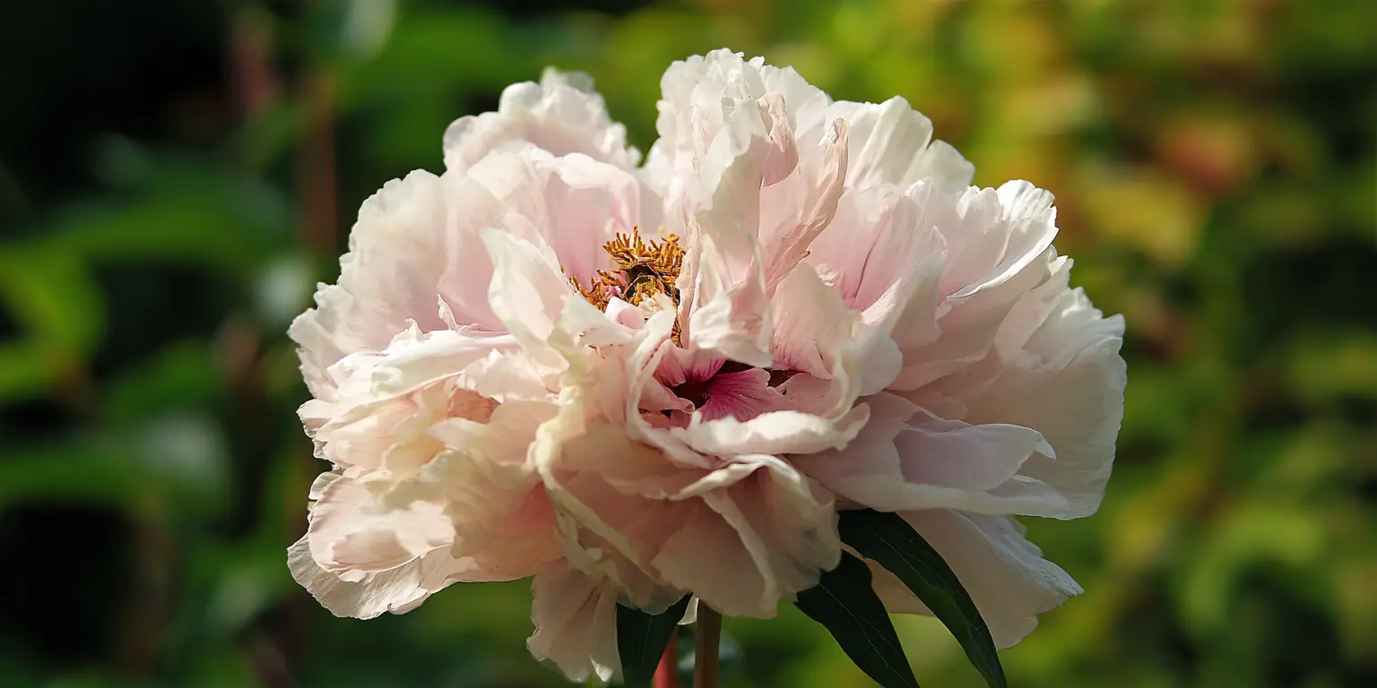 Paeonia suffruticosa