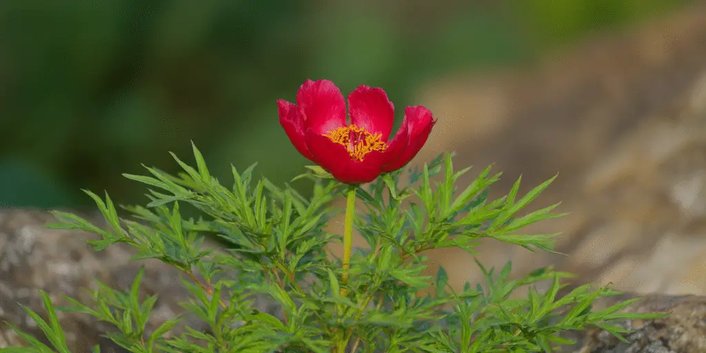 Paeonia tenuifolia