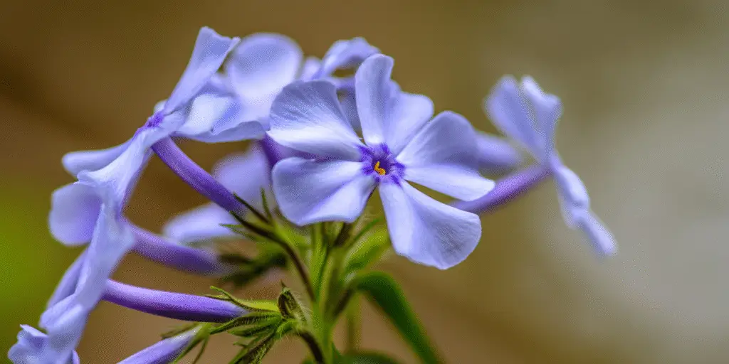 Phlox divaricata