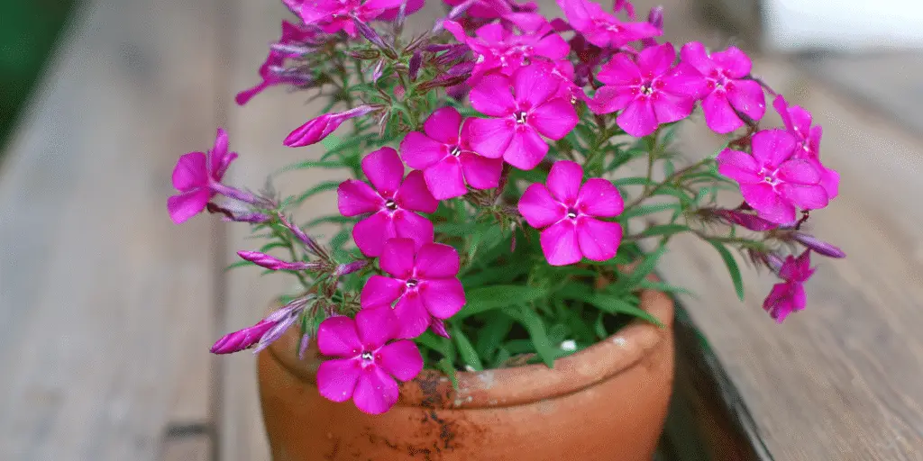 Phlox Paniculata Overview Bloom Time Hardiness And Care phlox-paniculata-overview-bloom-time-hardiness-and-care