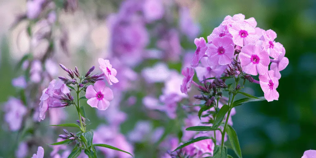 Phlox Paniculata Overview Bloom Time Hardiness And Care phlox-paniculata-overview-bloom-time-hardiness-and-care