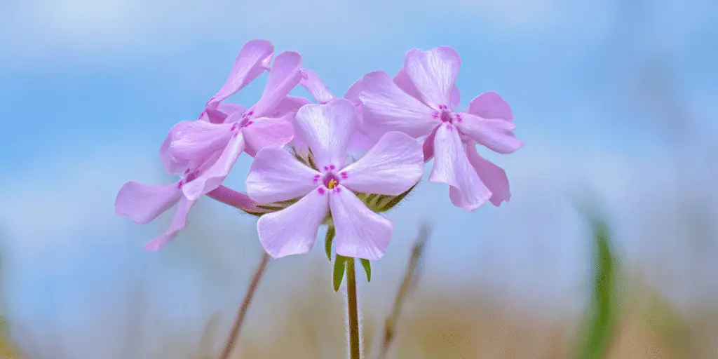 Phlox Paniculata Overview Bloom Time Hardiness And Care phlox-paniculata-overview-bloom-time-hardiness-and-care
