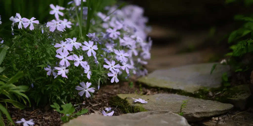 Phlox stolonifera
