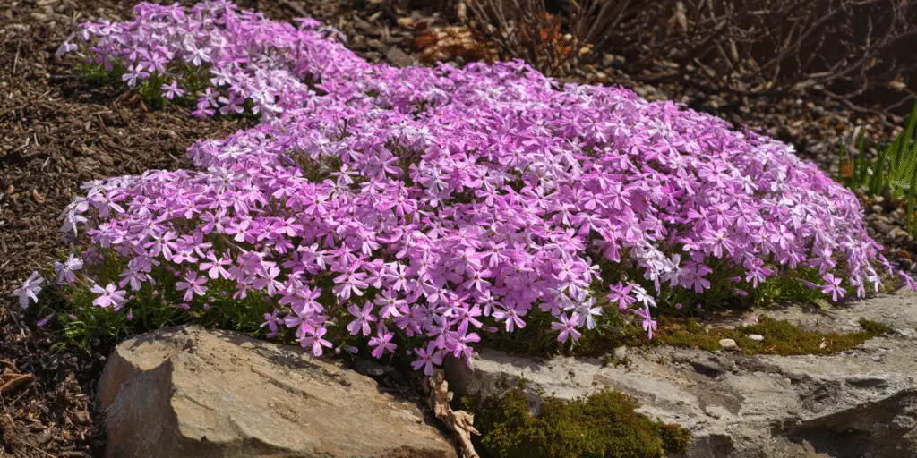 Phlox Paniculata Overview Bloom Time Hardiness And Care phlox-paniculata-overview-bloom-time-hardiness-and-care