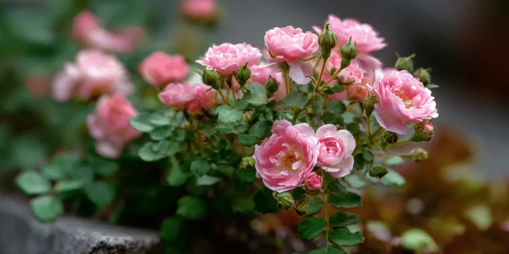 Rosa (Miniature Rose Group)
