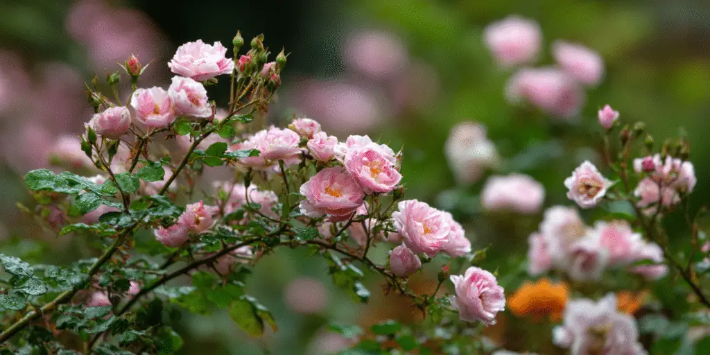 Rosa (Shrub Rose Group)