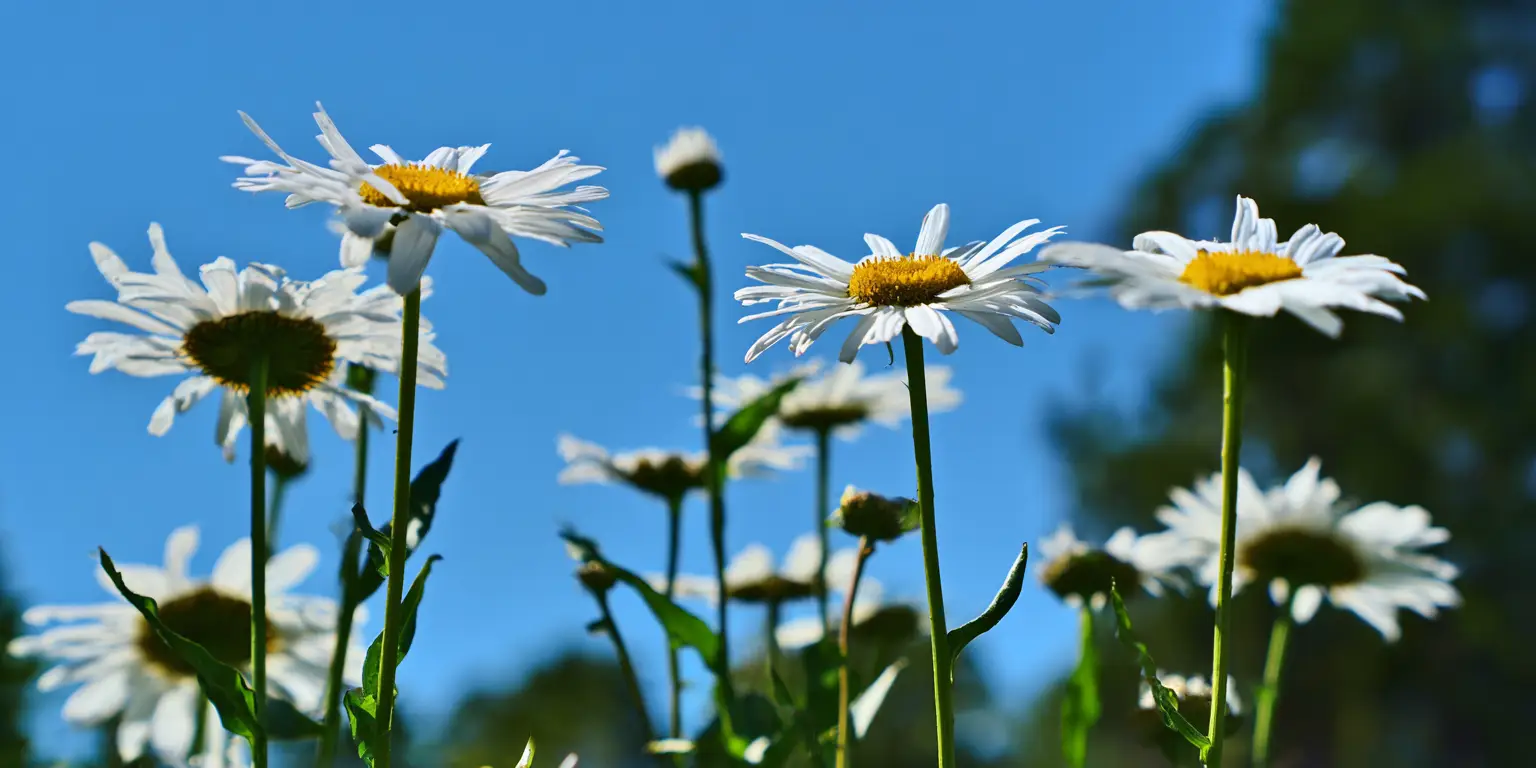 White shasta daisies with yellow centres on tall stems against a clear blue sky