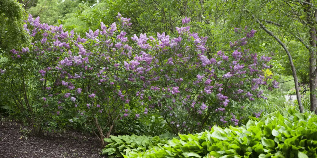 Syringa josikaea