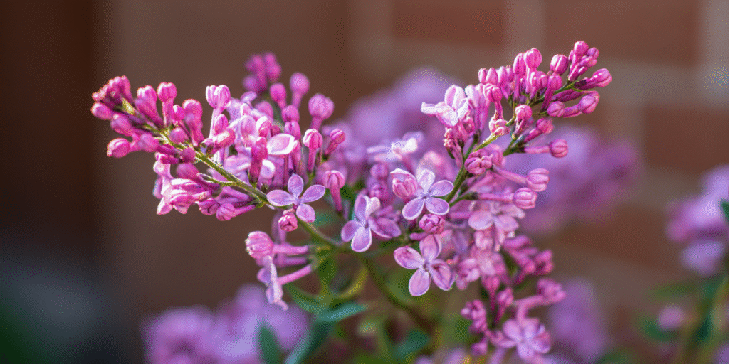 Syringa meyeri