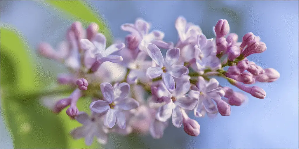 Syringa oblata