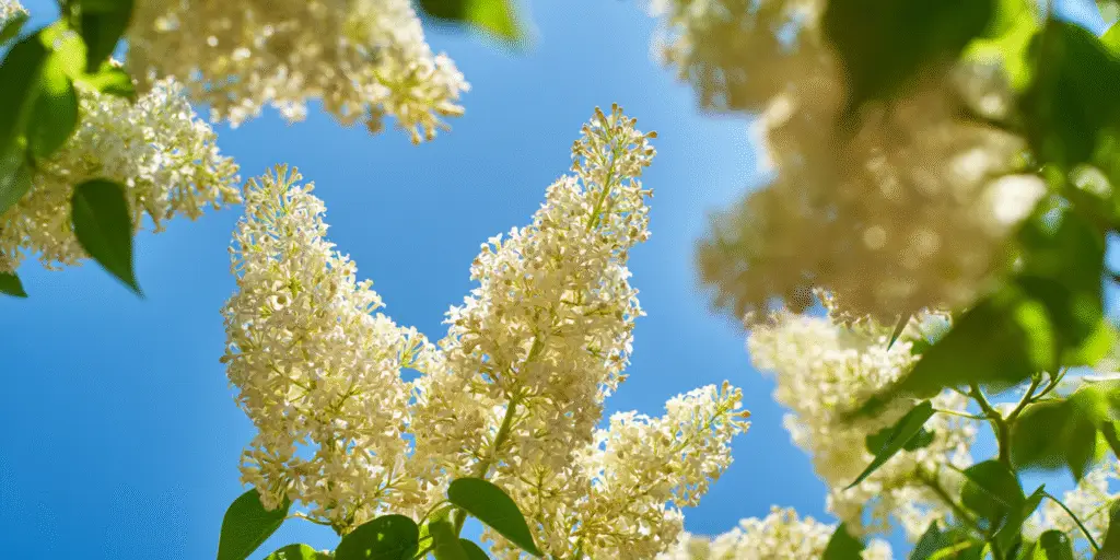 Syringa reticulata