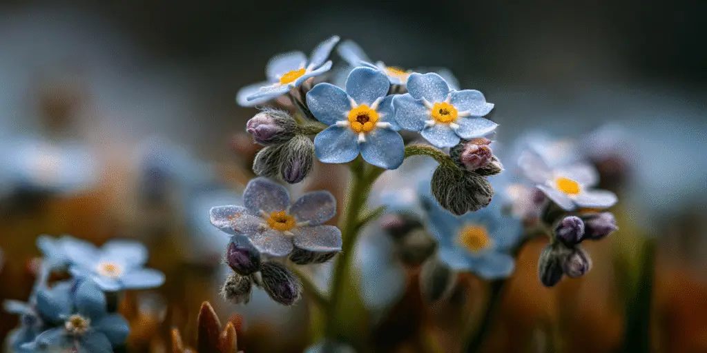 Cluster of pale blue forget-me-not flowers with yellow centers and furry pink buds