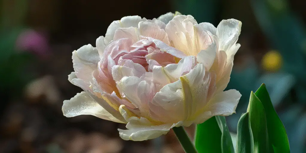 Tulipa ‘Angelique’