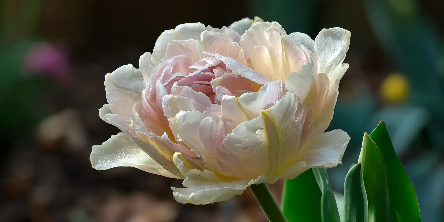 Tulipa ‘Angelique’