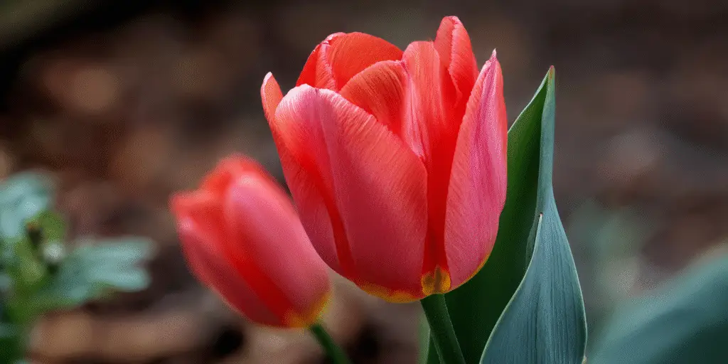 Tulipa ‘Apeldoorn’