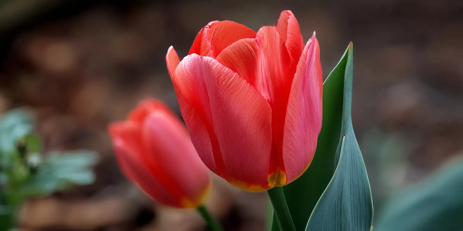 Tulipa ‘Apeldoorn’