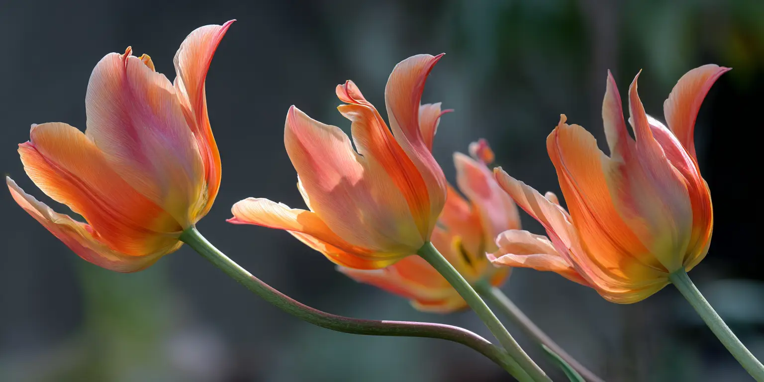 Tulipa ‘Ballerina’