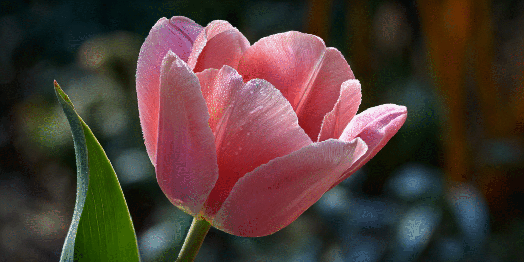 Tulipa ‘Pink Impression’