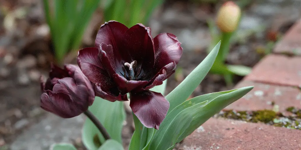 Tulipa ‘Queen of Night’