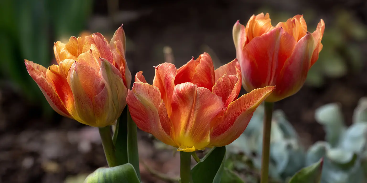 Tulip 'Red Emperor' ('Madame Lefeber'): Fosteriana overview