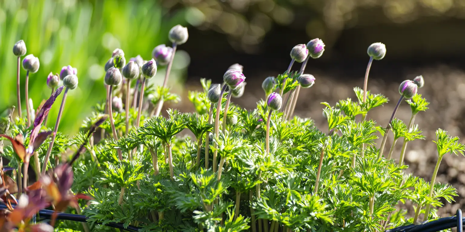 Anemone