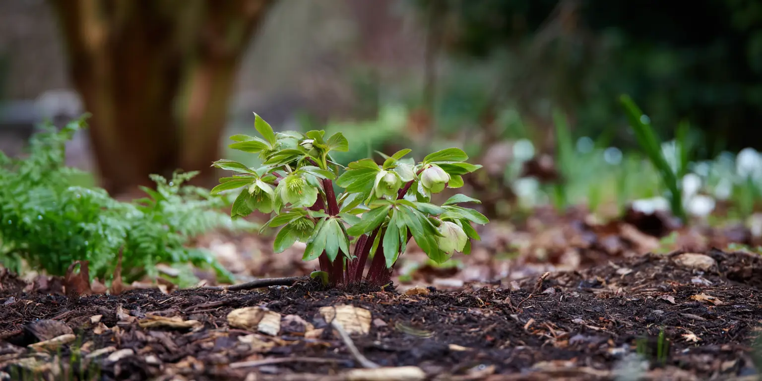 Hellebore