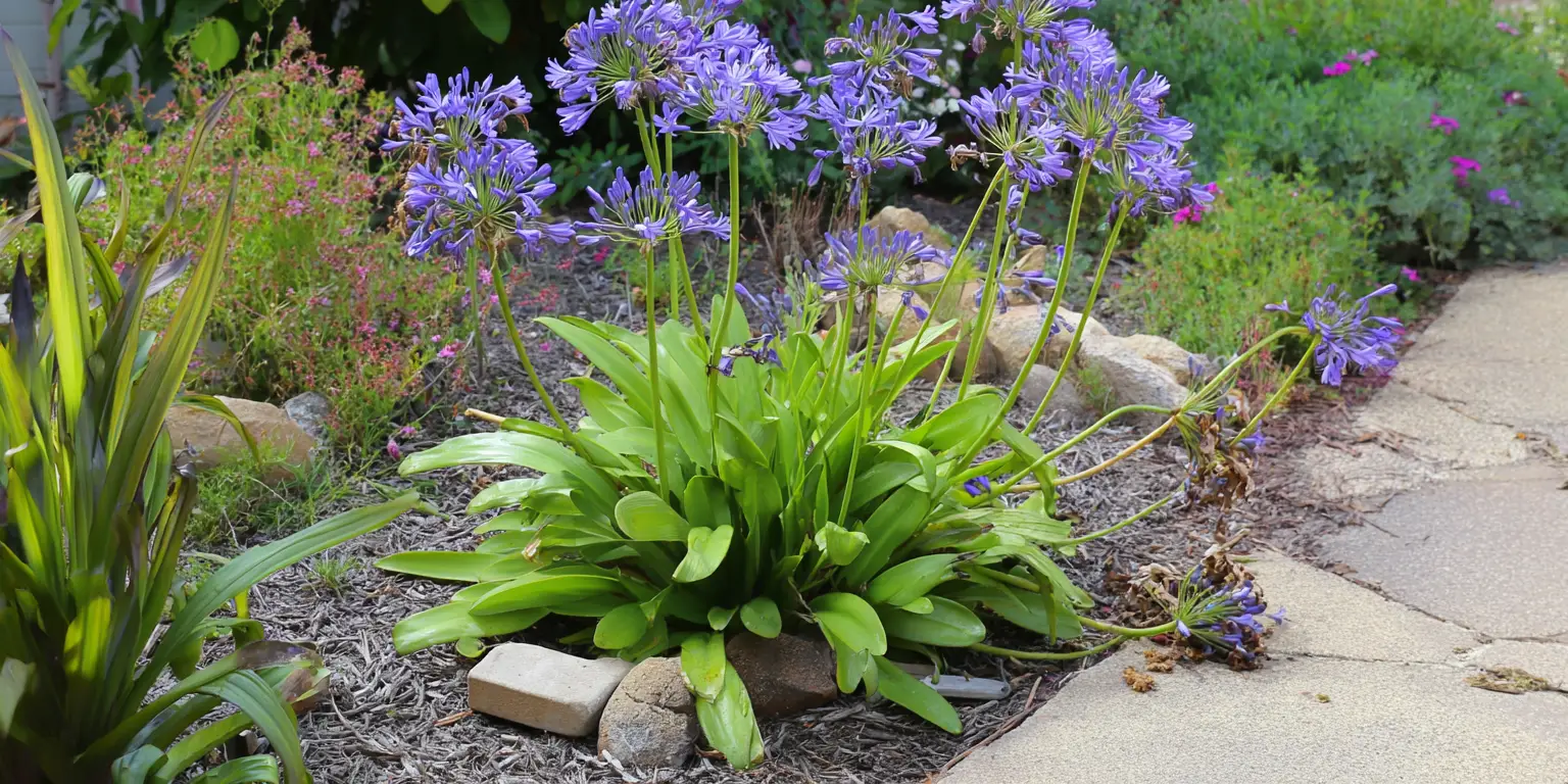 Agapanthus