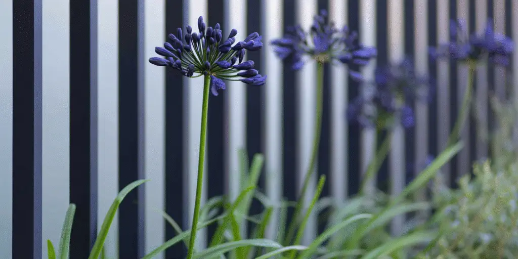 Agapanthus 'Black Pantha'