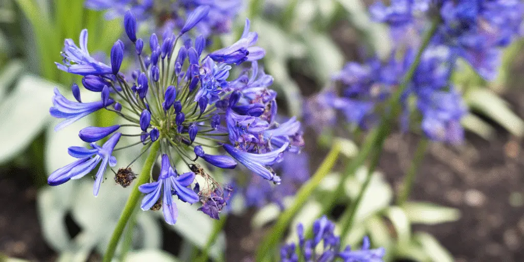 Agapanthus 'Midknight Blue'