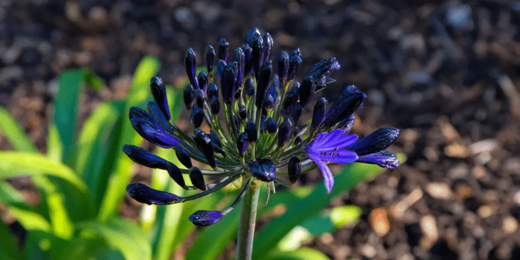Agapanthus 'Northern Star'
