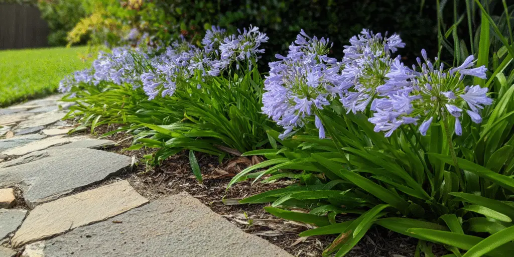 Agapanthus 'Peter Pan'