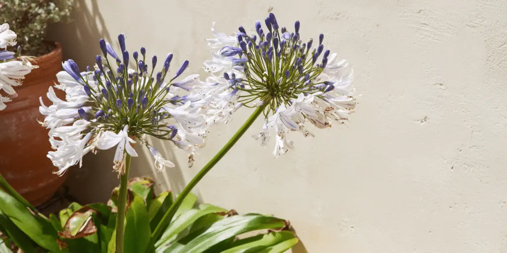 Agapanthus 'Queen Mum'