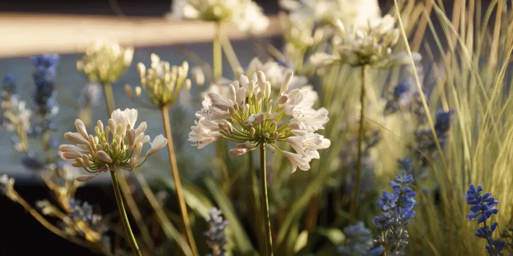 Agapanthus africanus 'Albus'