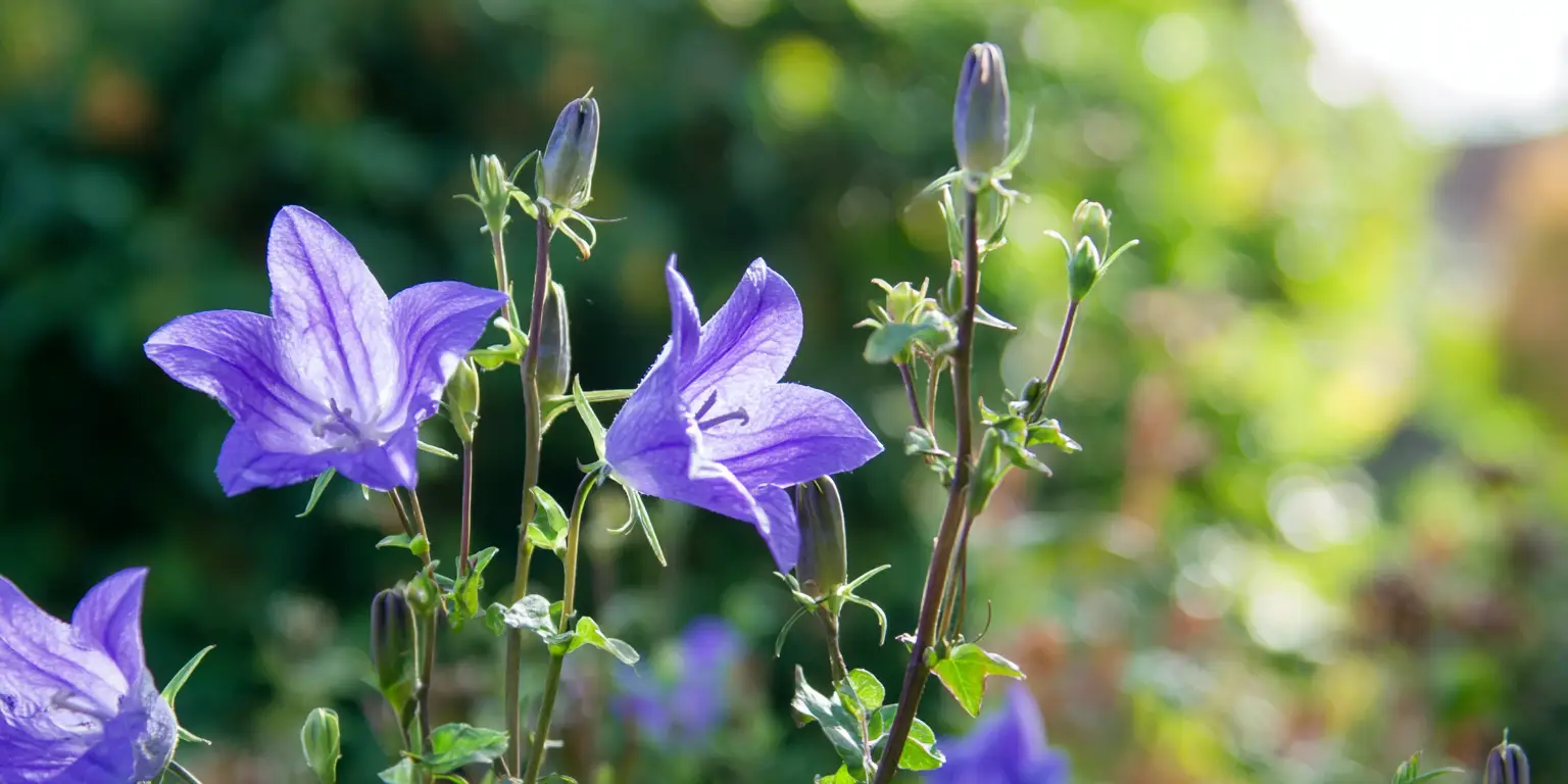 Bellflower