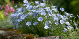Blue Flax Linum perenne